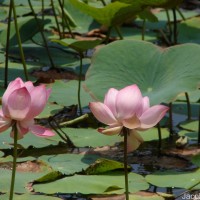 Nelumbo nucifera Gaertn.
